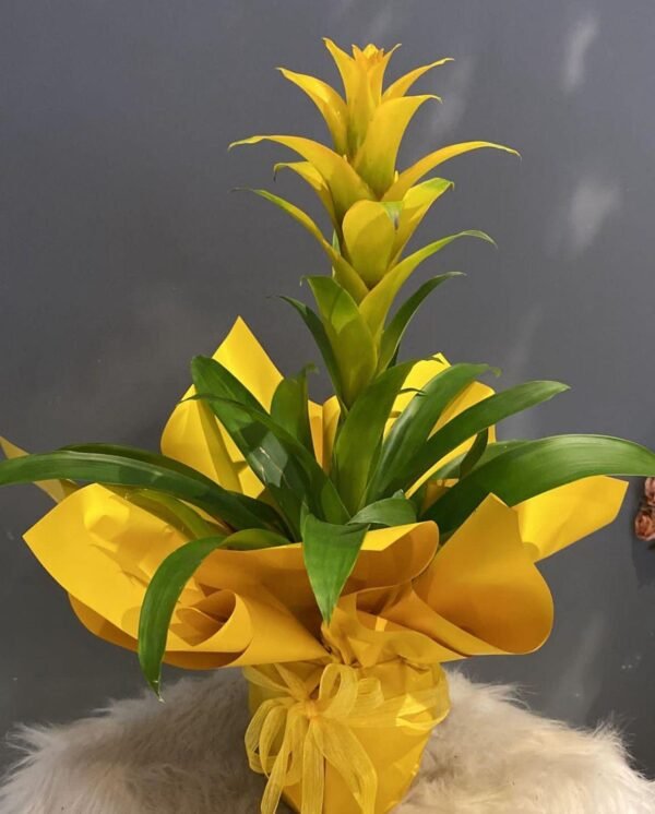 Sarı Guzmania Bitkisi