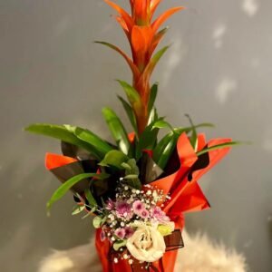 Kırmızı Guzmania Çiçeği