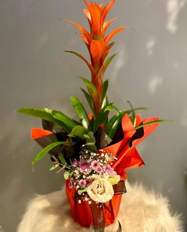 Kırmızı Guzmania Çiçeği