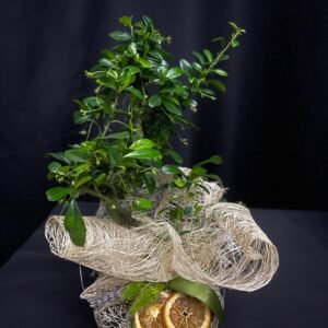 Mini Bonsai Bitkisi
