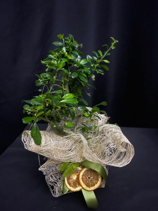 Mini Bonsai Bitkisi