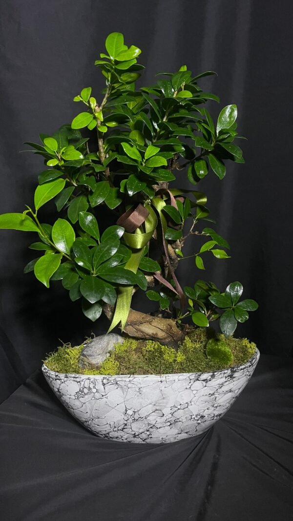 Bonsai Bitkisi