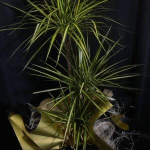 3 lü Dracena bitkisi
