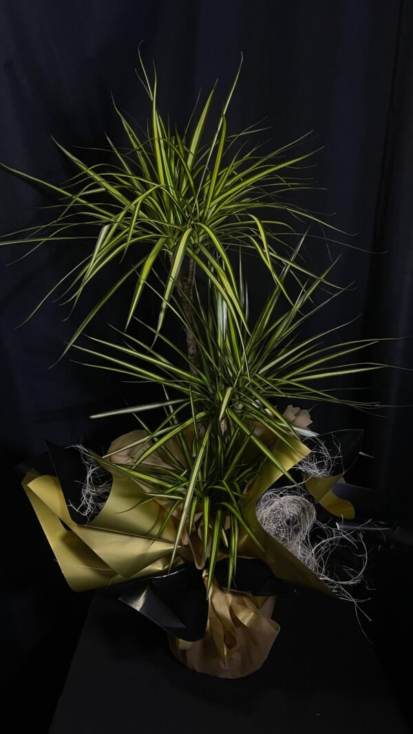 3 lü Dracena bitkisi