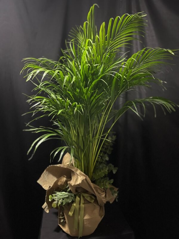 Areca Bitkisi